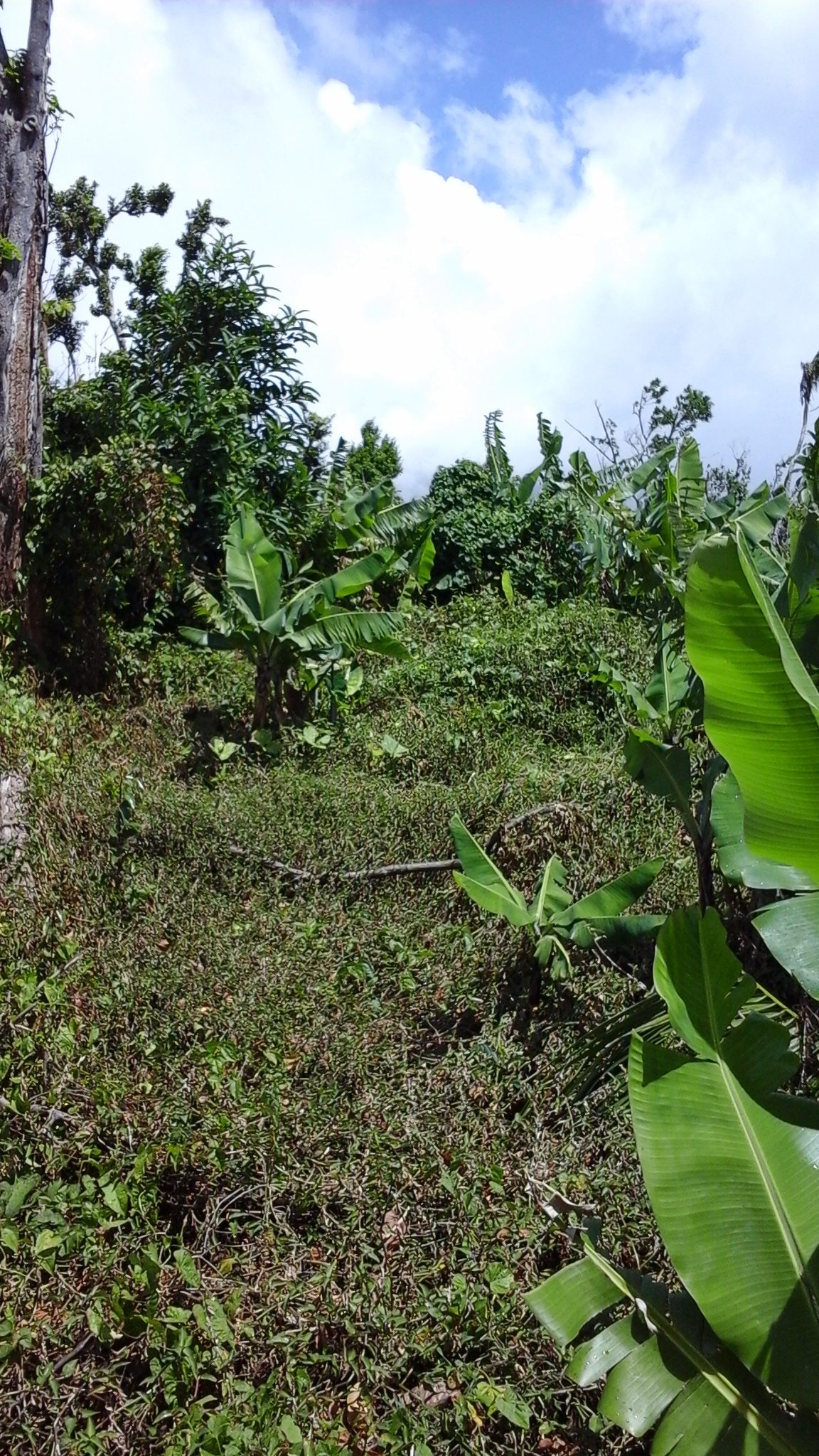 Land for Sale in Dominica-rose-anne-charles